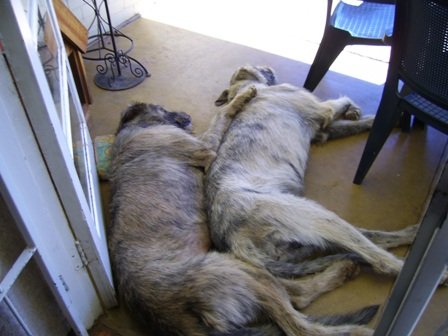irish wolf en ander 055